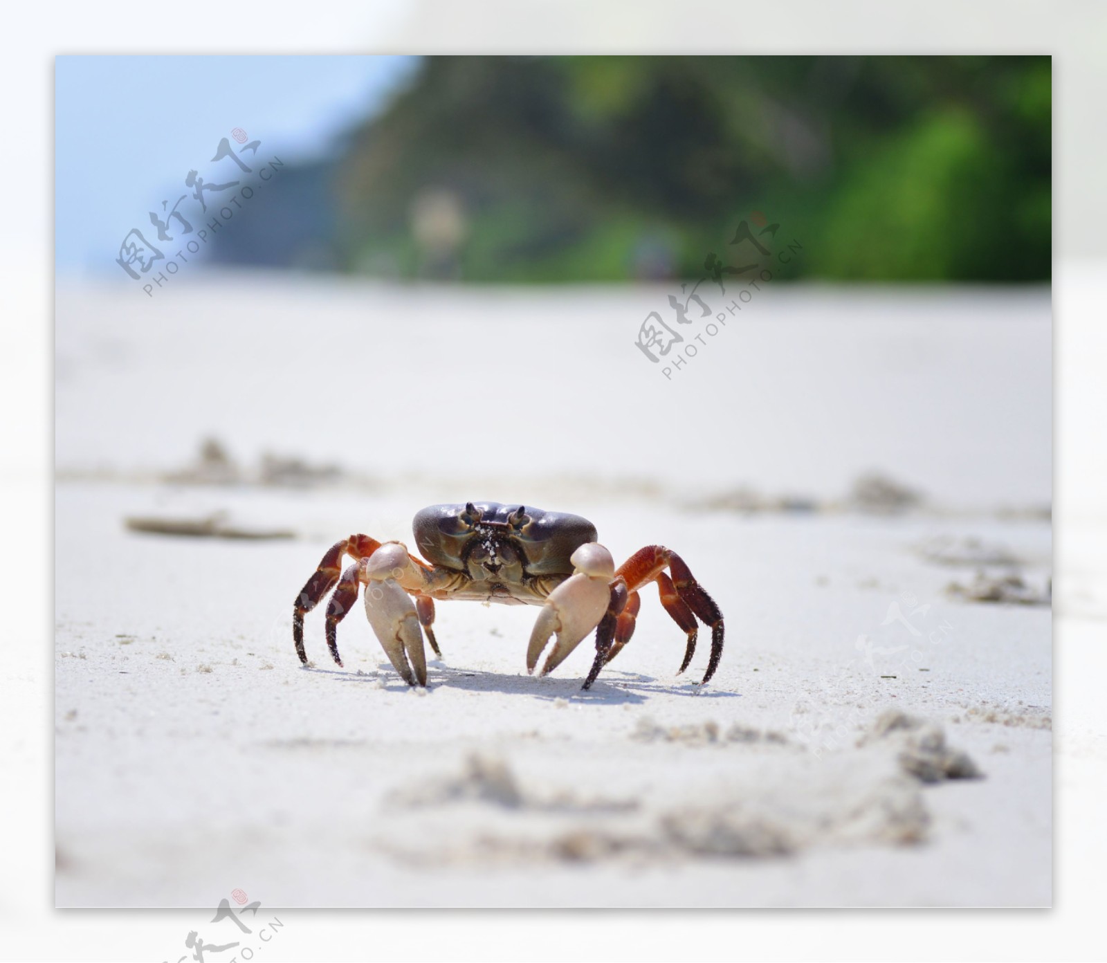 一只螃蟹图片