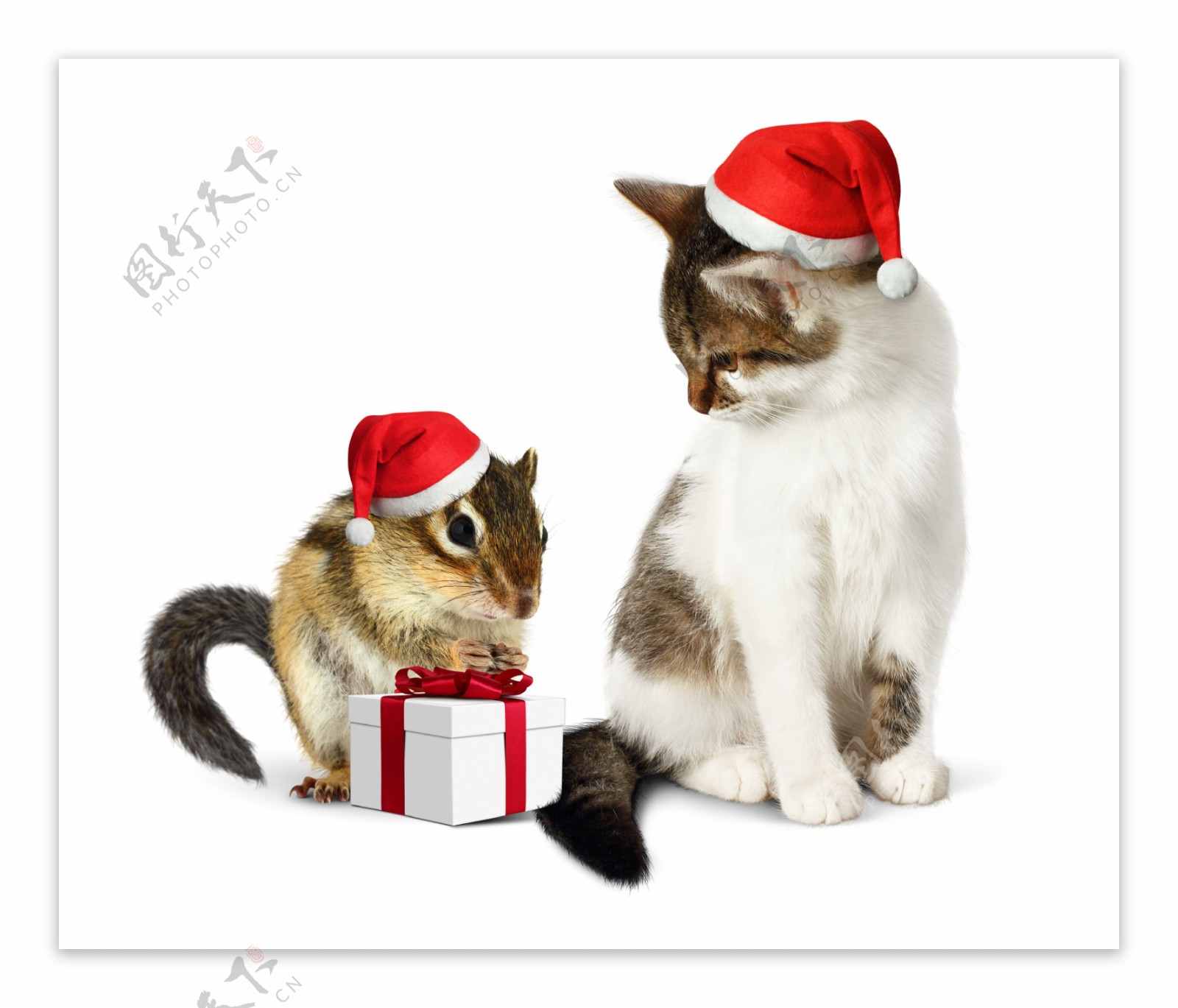可爱圣诞节礼物和猫和老鼠图片