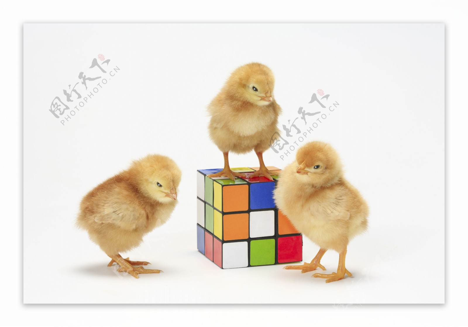 三只小鸡与积木图片