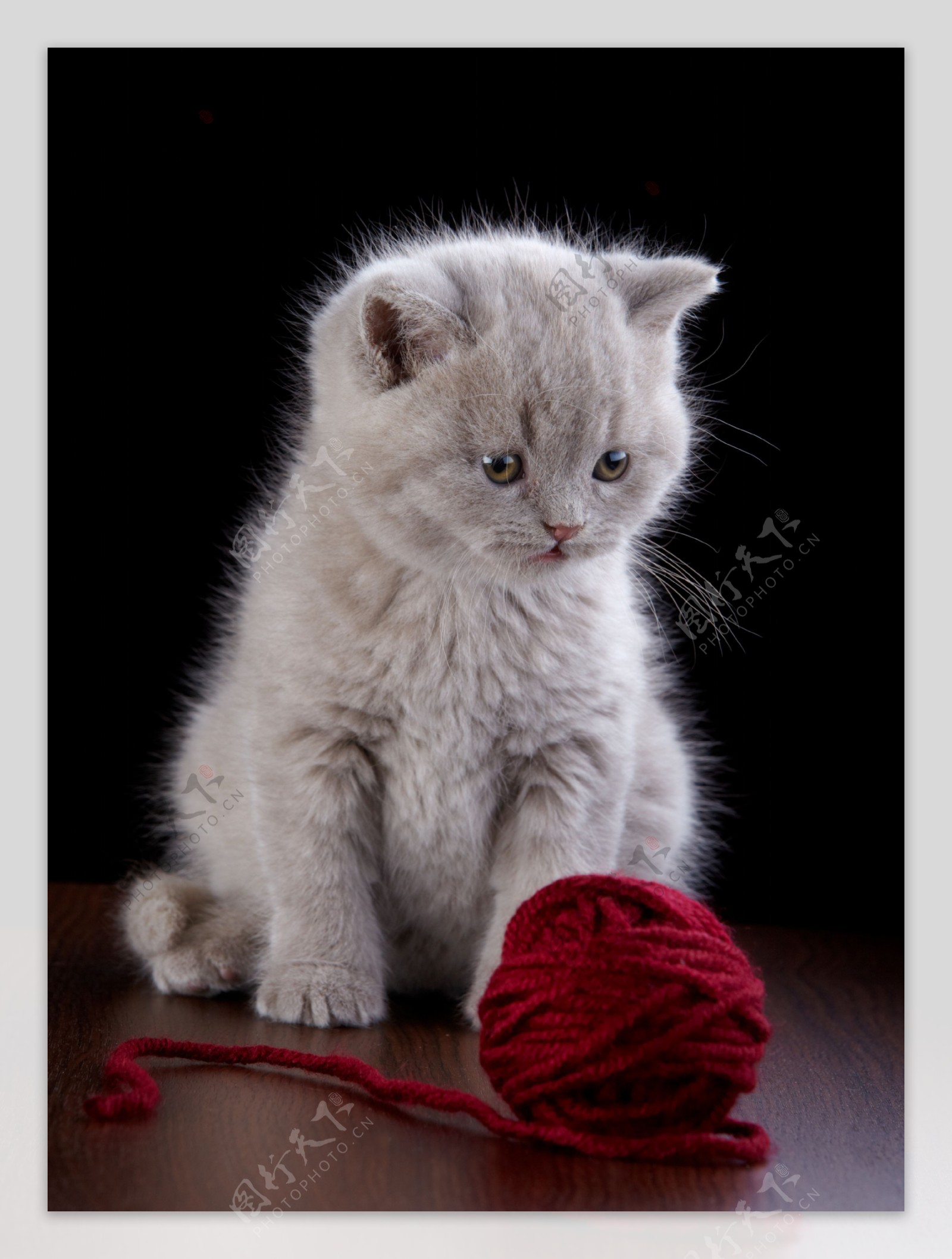 小猫与毛线团图片