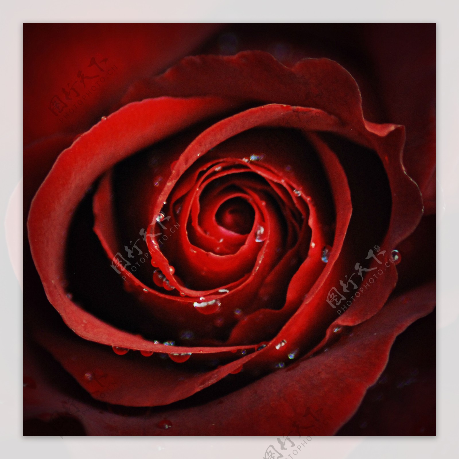 红色玫瑰背景图片