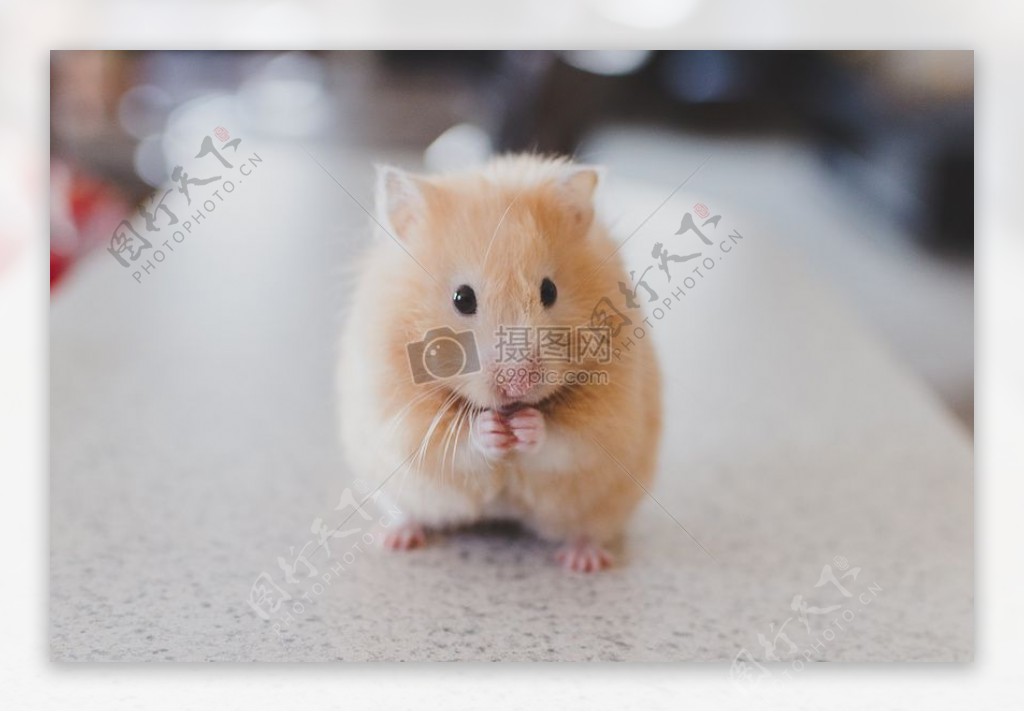 动物宠物可爱灭鼠鼠标小哺乳动物仓鼠沙鼠栗鼠