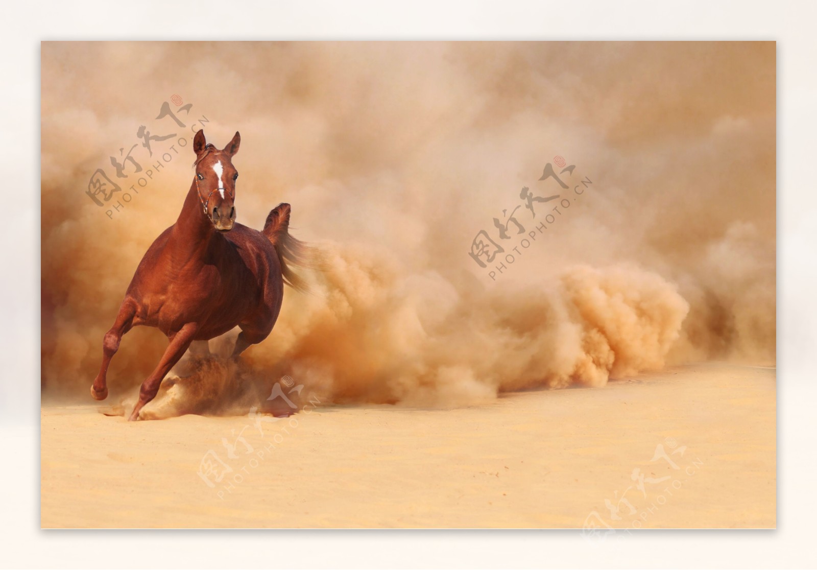 沙漠上奔跑的骏马图片