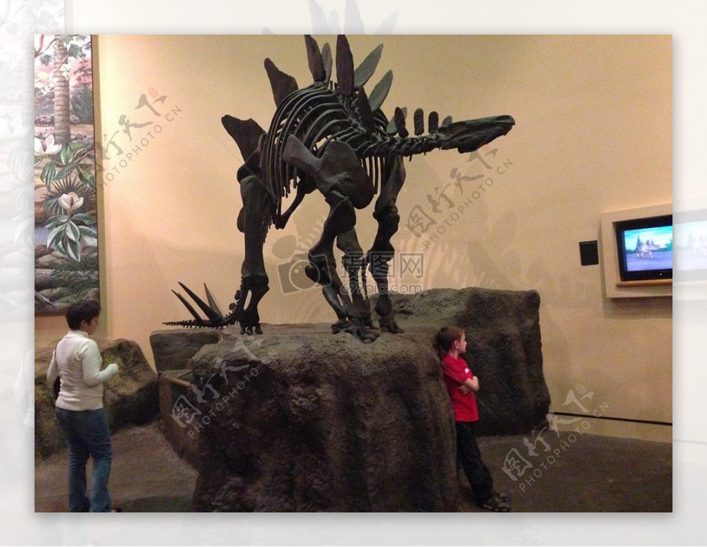 博物馆里的龙骨化石