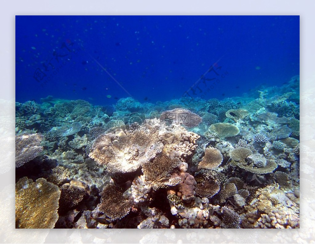 海底迷人的珊瑚