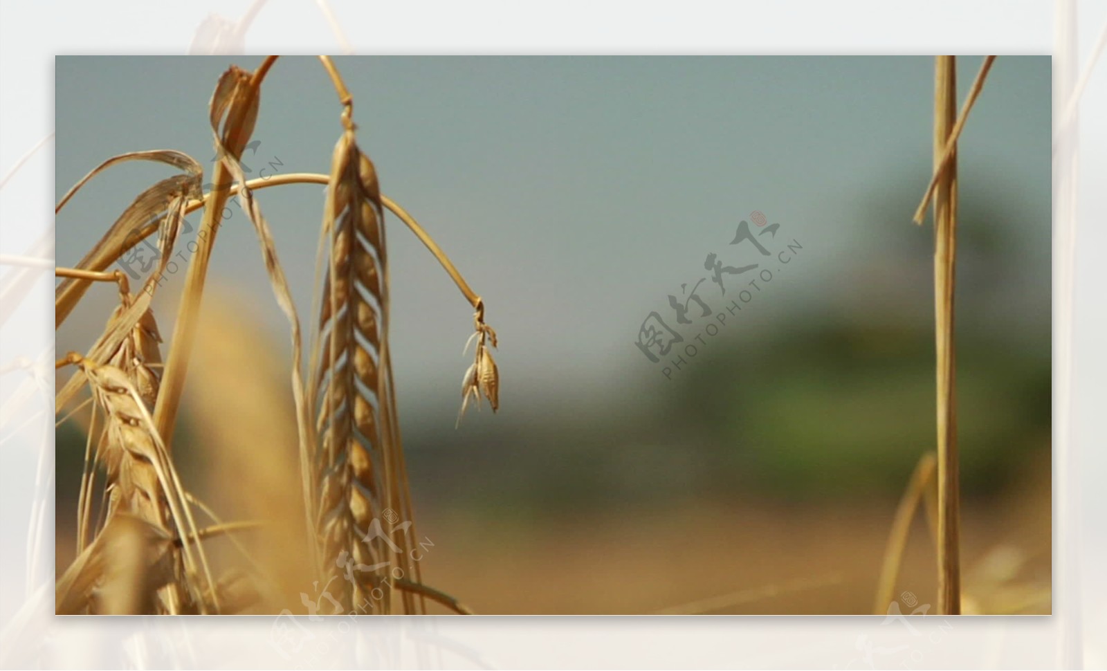小麦秸秆结合机架焦点股票视频视频免费下载