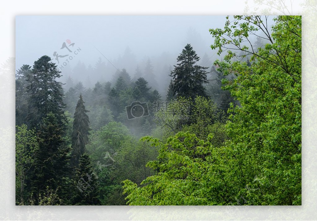 云雾弥漫的森林