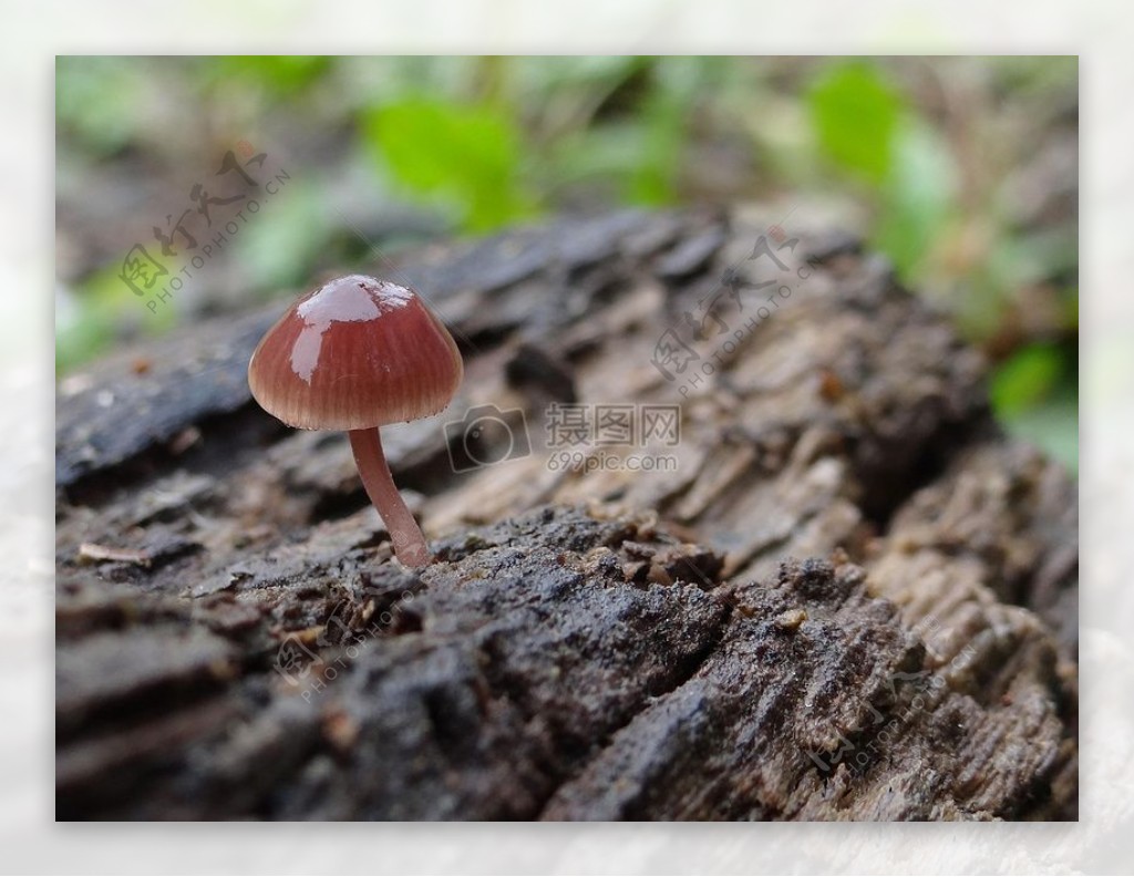 枯树旁长出的蘑菇