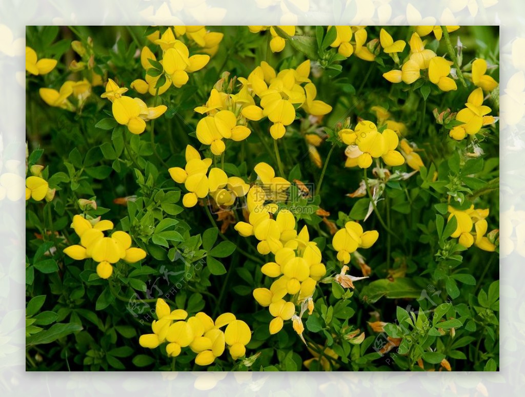 盛开的黄色鲜花