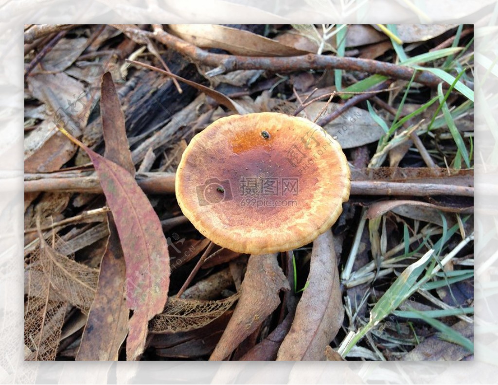 野外的蘑菇菌