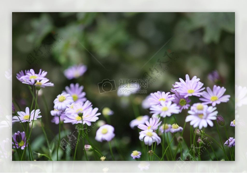 IMG4659薰衣草daisies.jpg