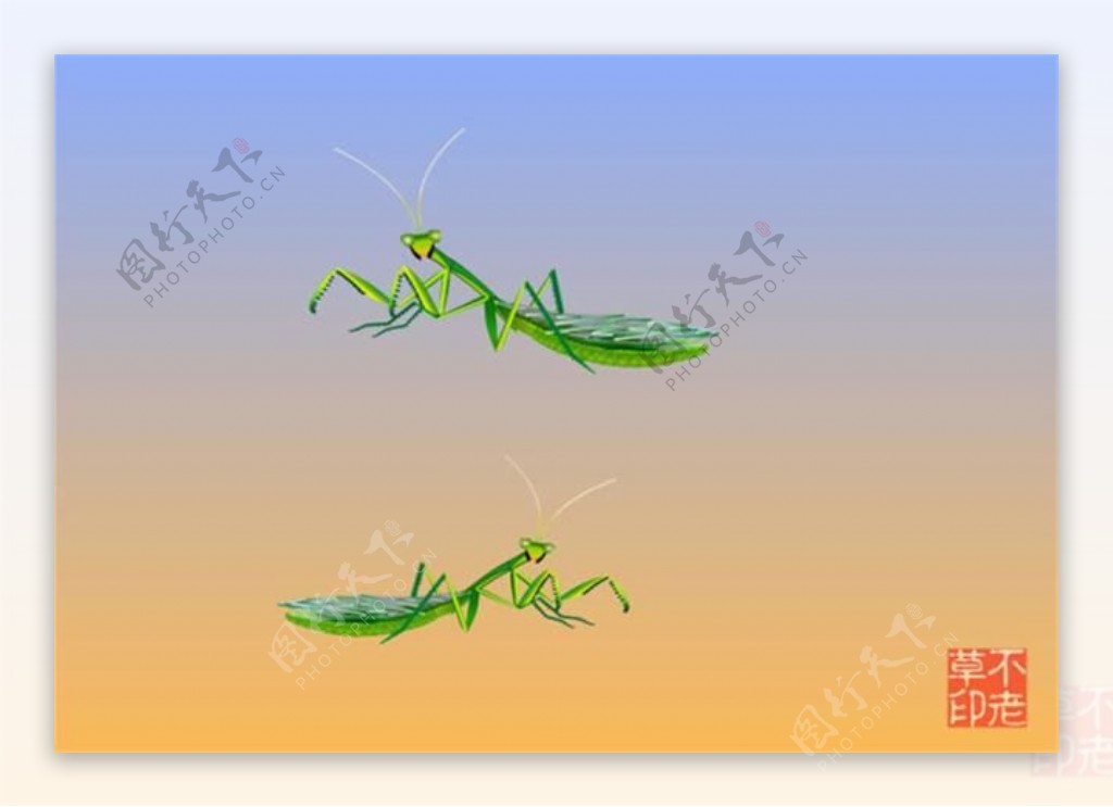 螳螂动物绿色