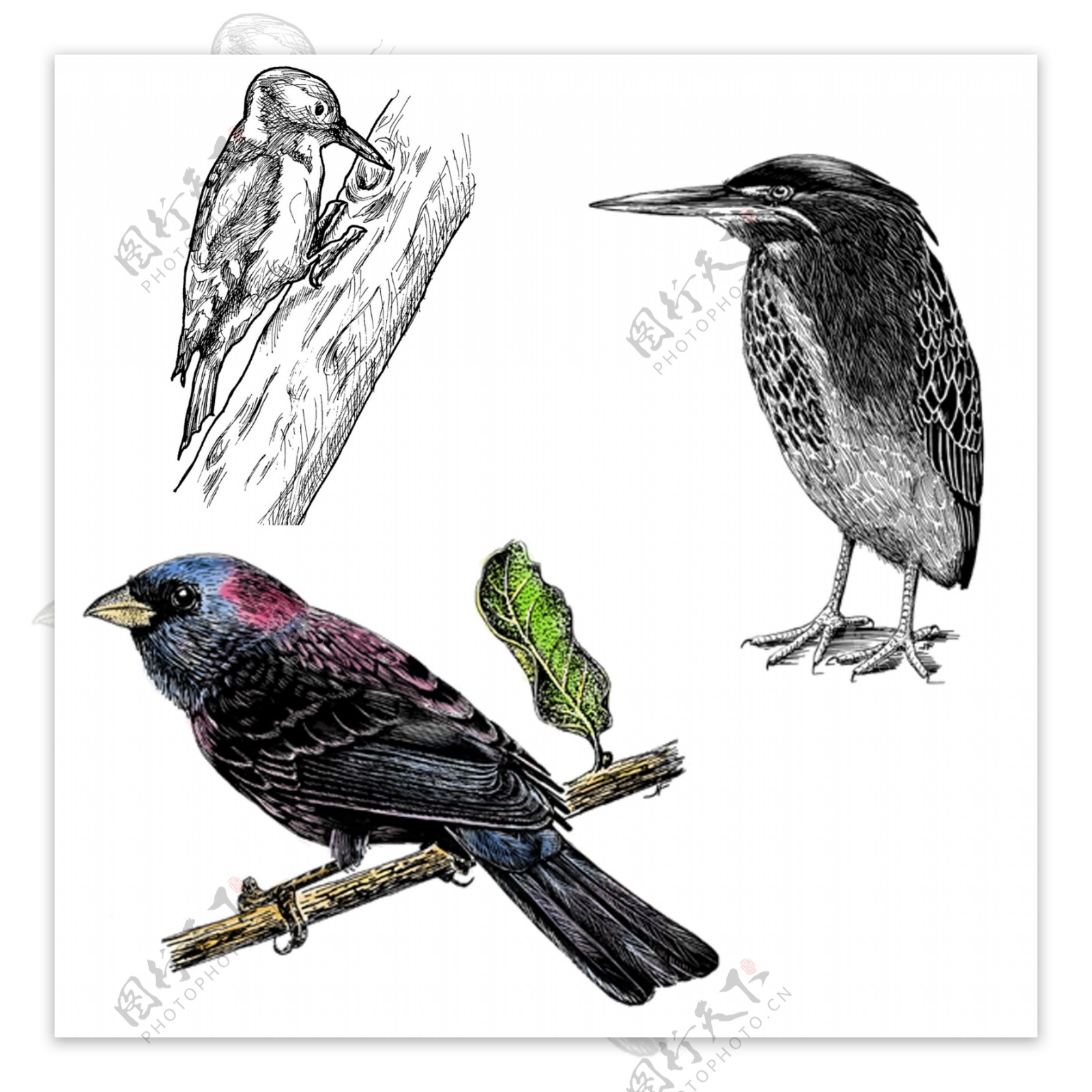 三只不同种类的鸟啄木鸟翠鸟麻雀