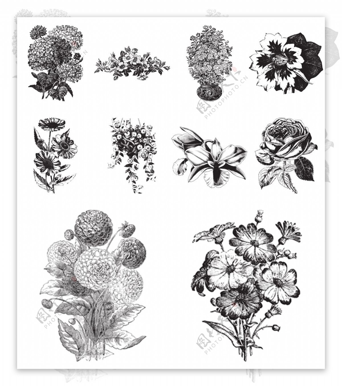 手绘黑白植物插画