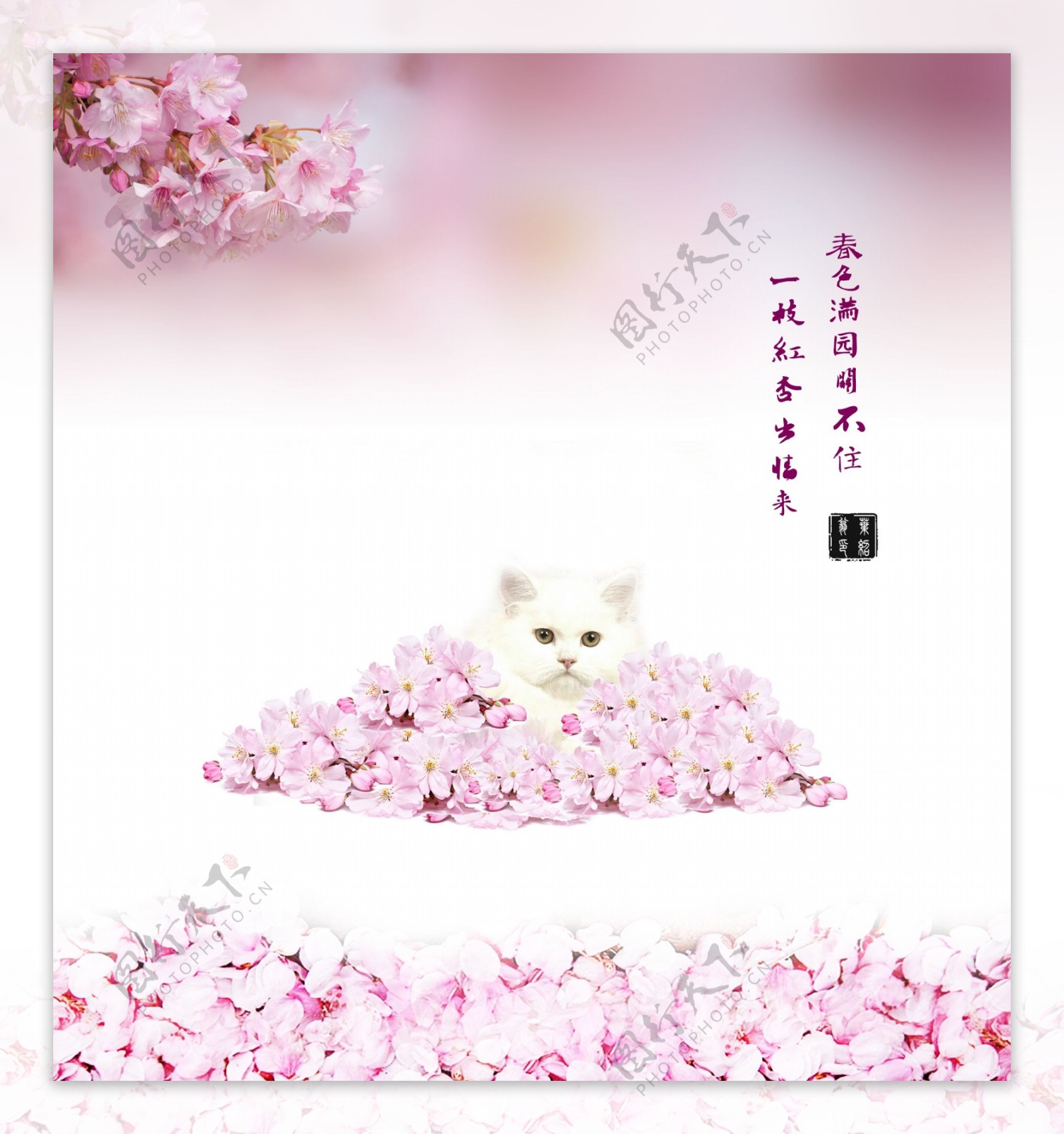 粉色樱花猫图片