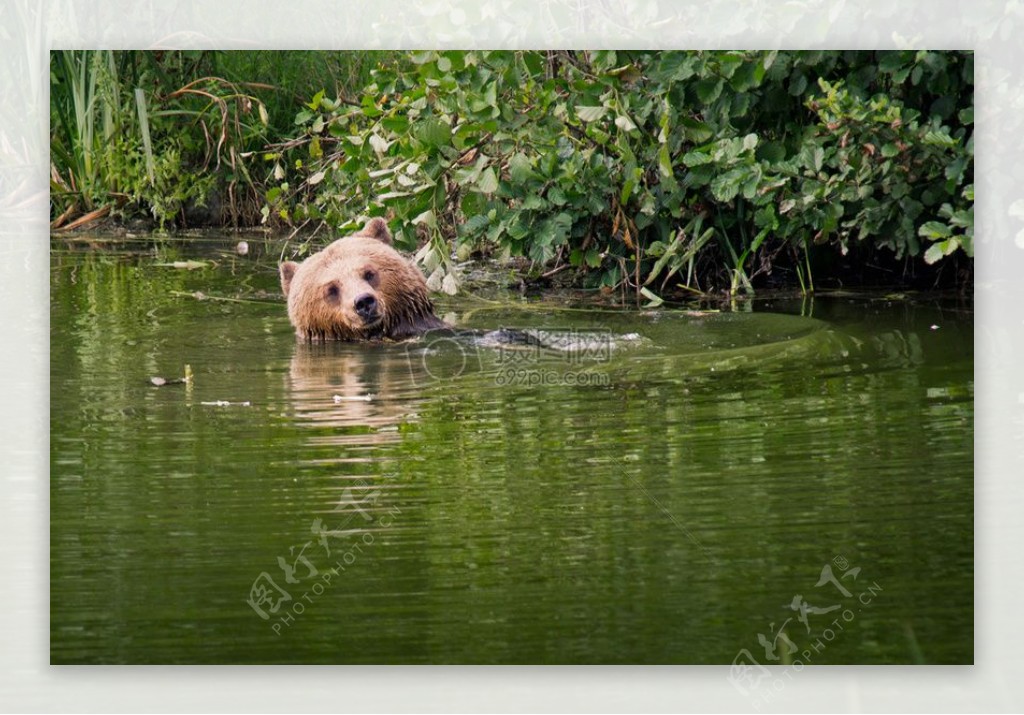 棕色的熊游泳