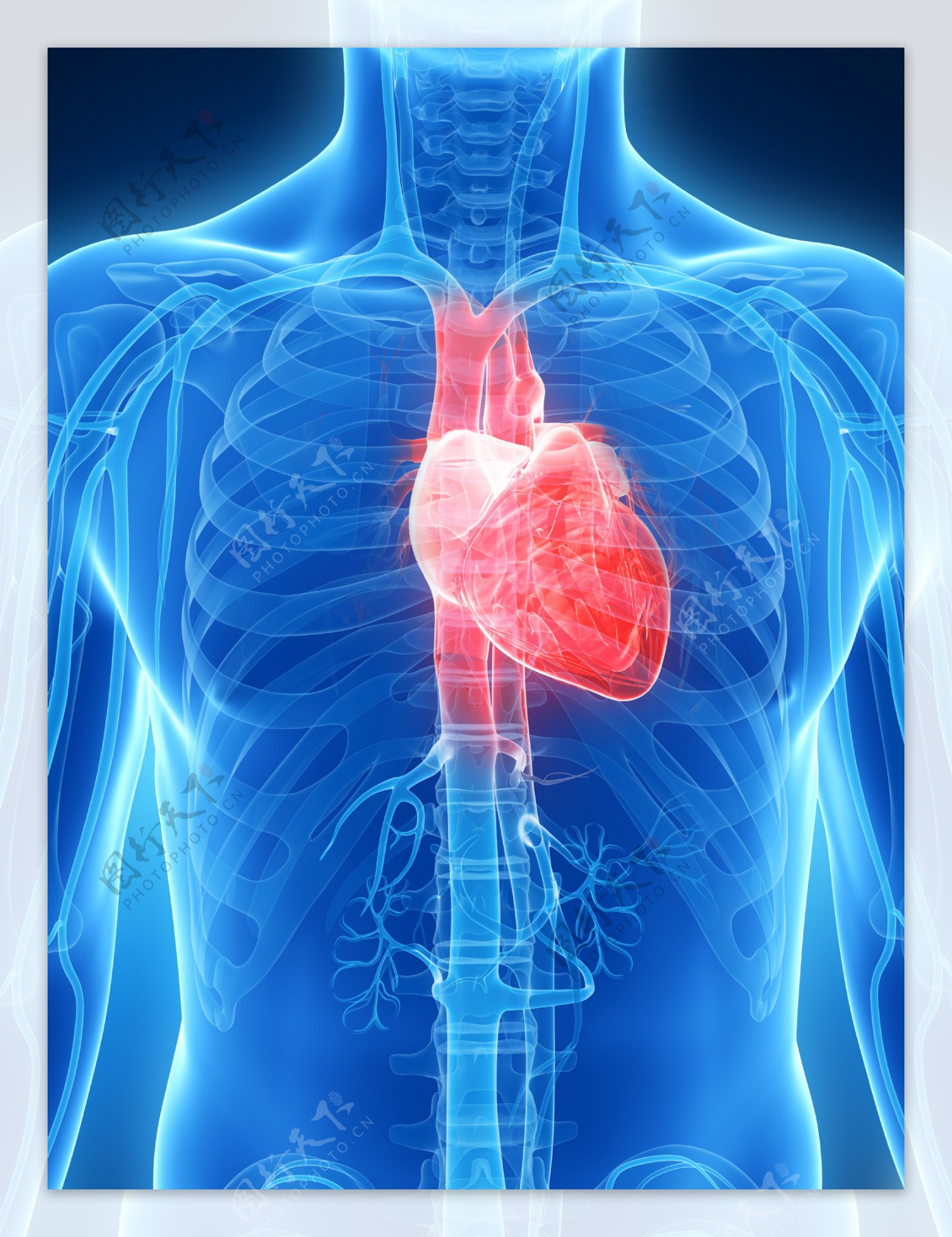 心脏结构平面广告素材免费下载(图片编号:5404380)-六图网