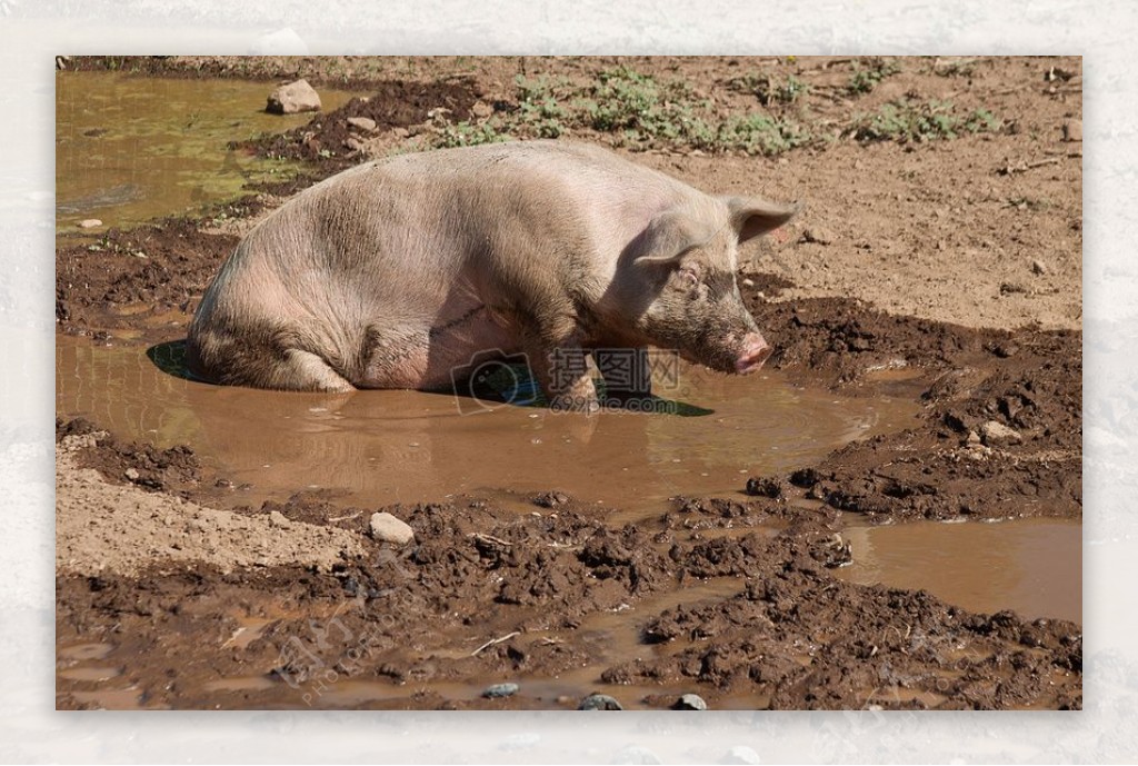 泥泞的猪