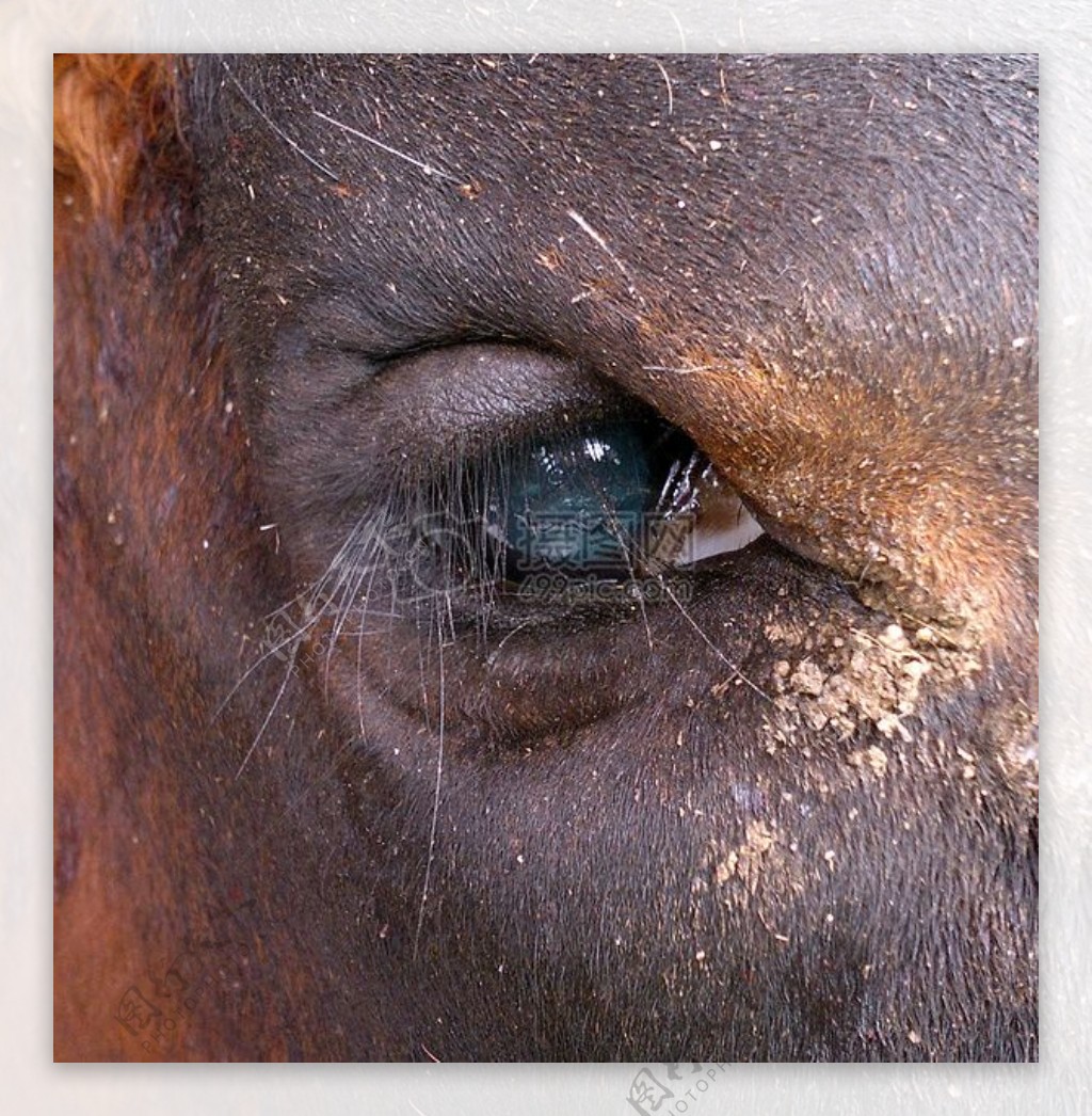 4接近的母牛眼睛黑白花牛老年 库存照片. 图片 包括有 详细资料, 茴香, 纵向, 关闭, 反射性, 蹄形 - 14886248