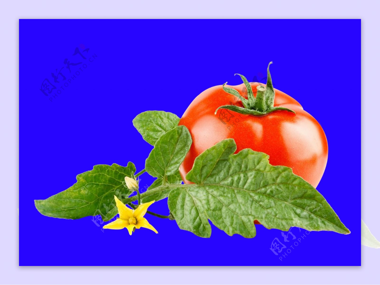 番茄免抠素材
