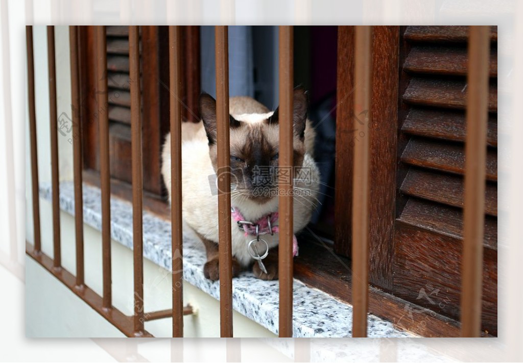 在酒吧里的猫