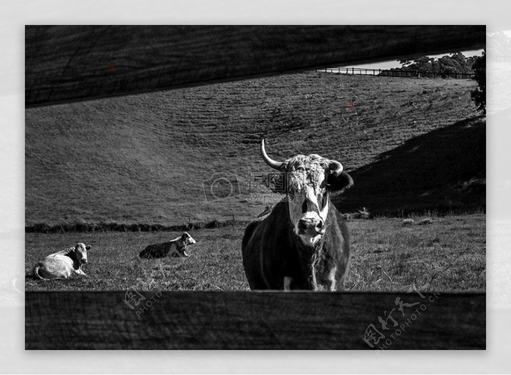 母牛在围场