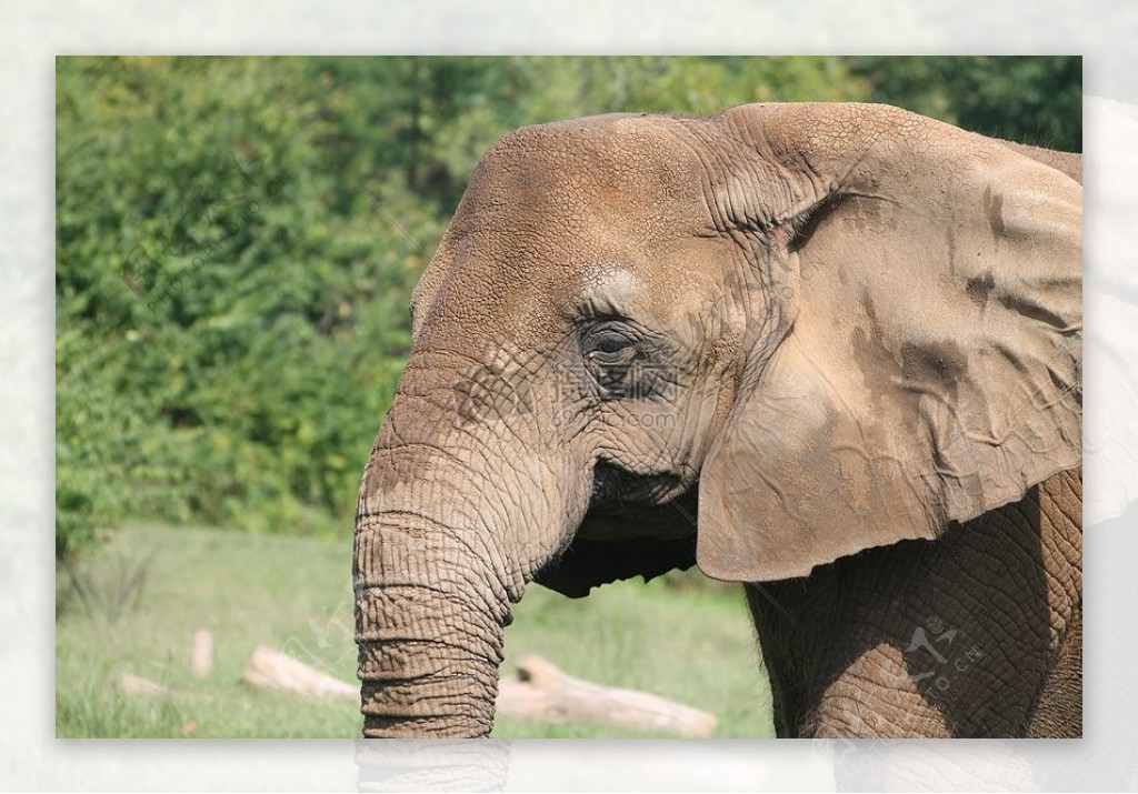大象在纳什维尔动物园1