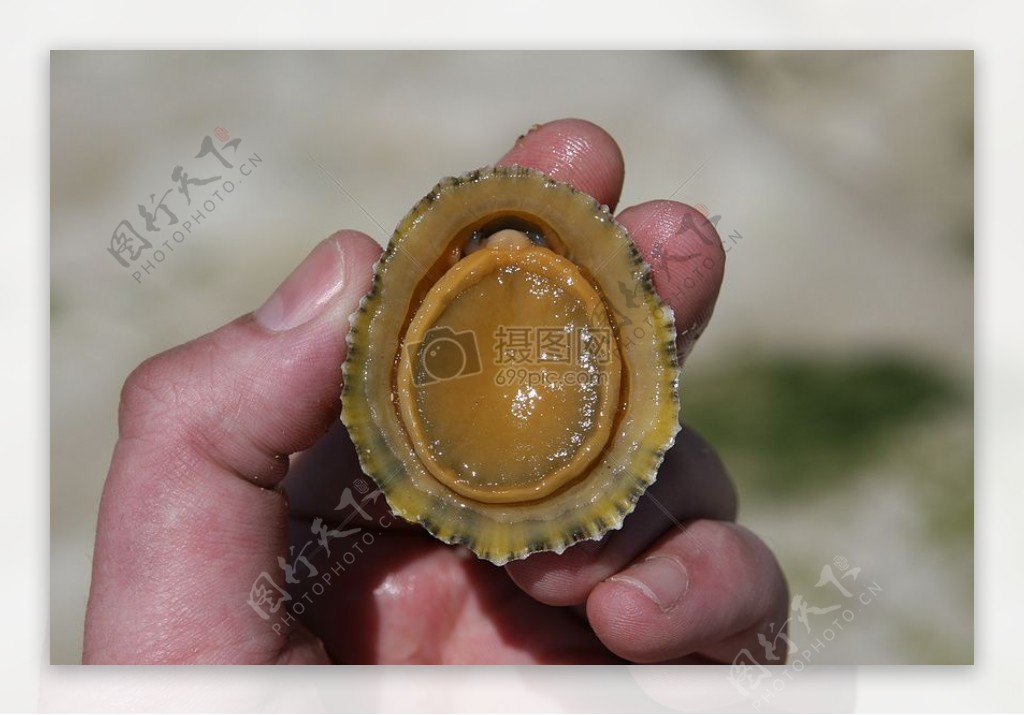 水生海生物岩石海胆壳