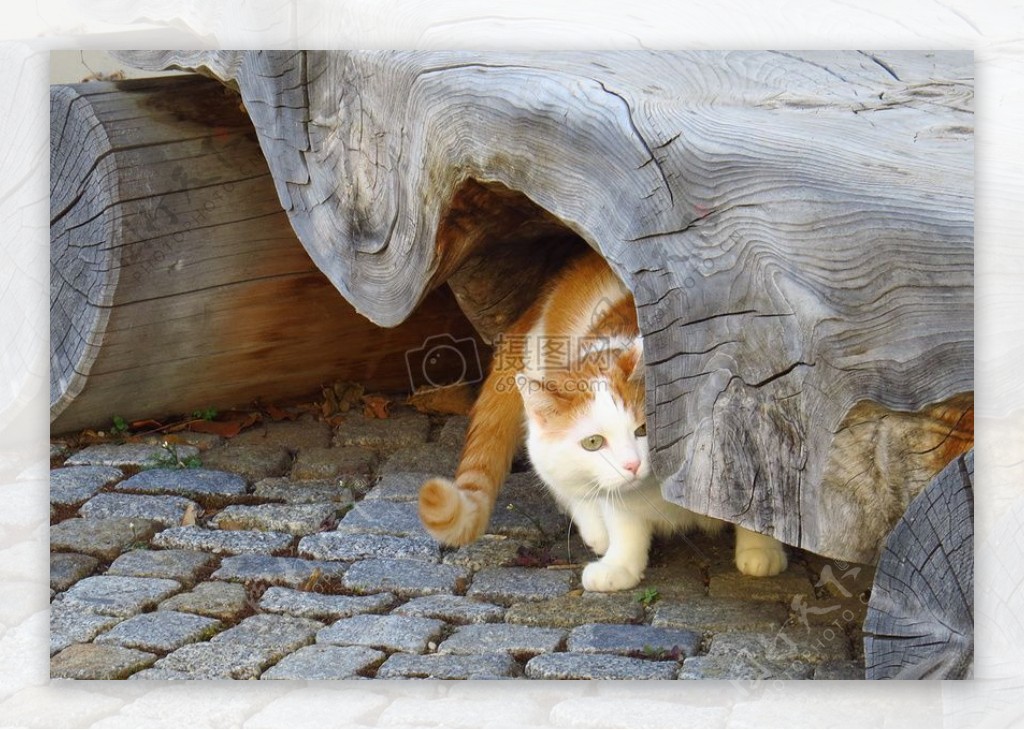 藏在木头下的猫咪