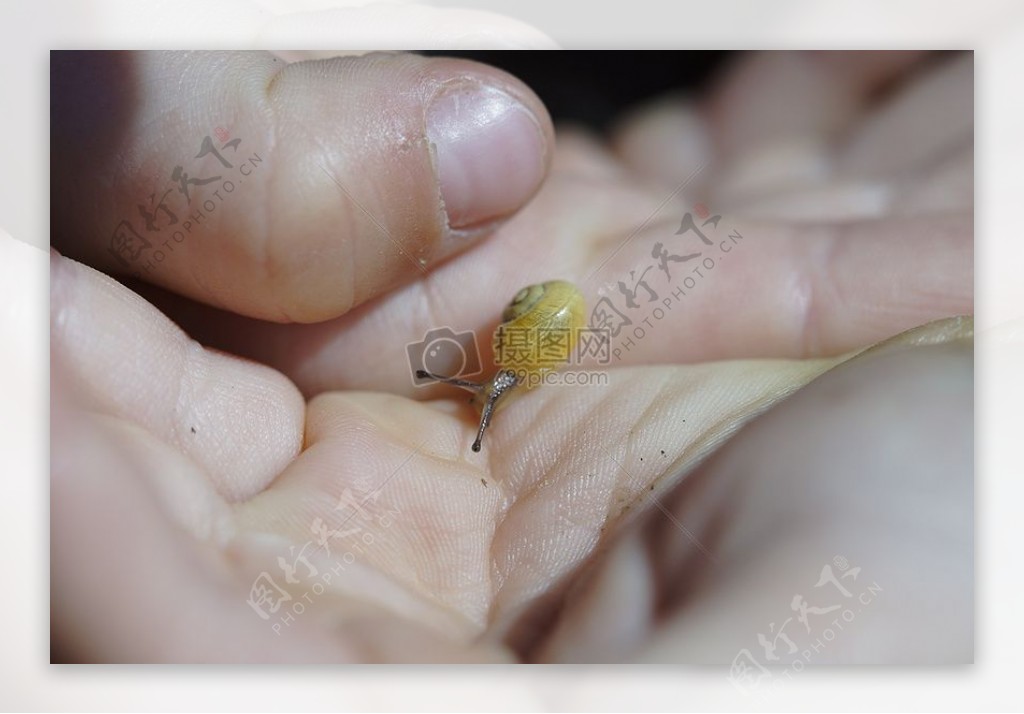 黄色的小蜗牛
