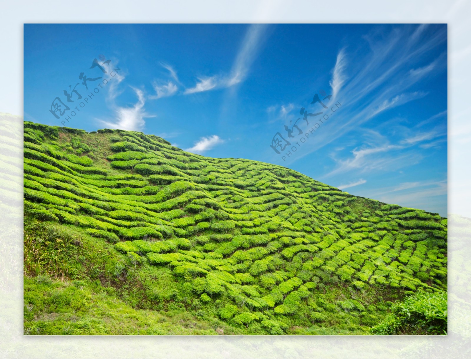 自然茶山风景图片
