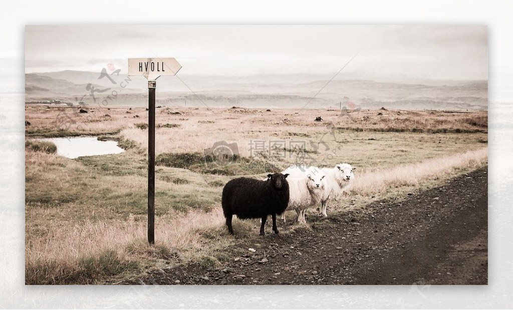 公路旁的小羊