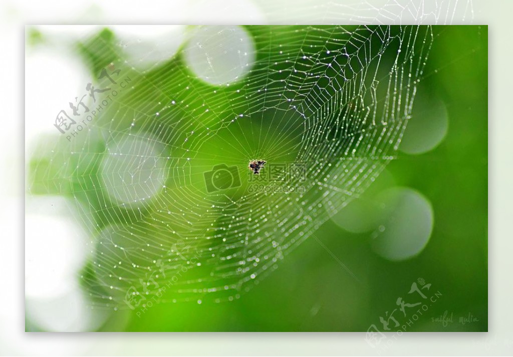 飞落在蜘蛛网里的小虫
