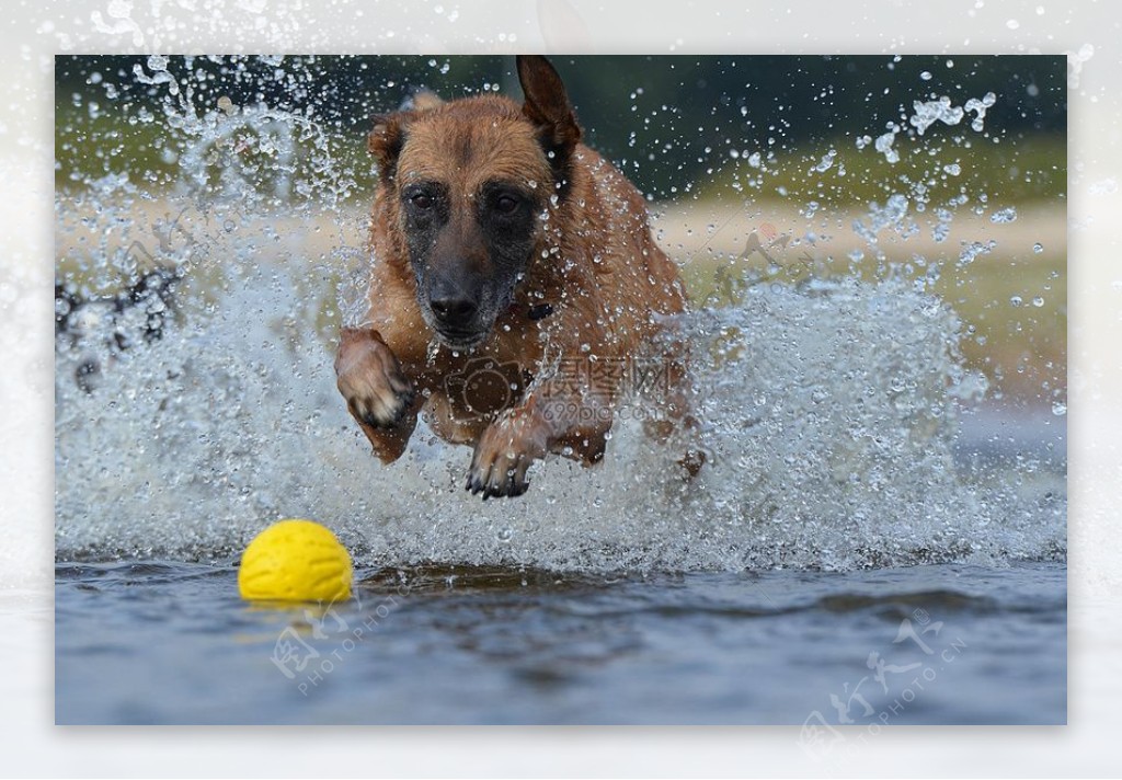 在水里奔跑的狗