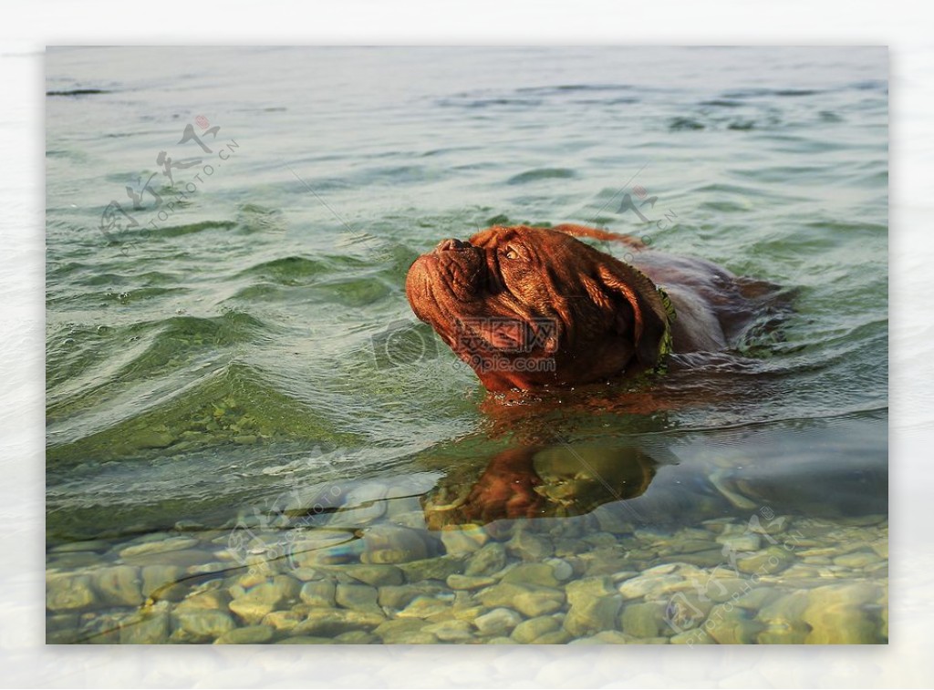 在海水里玩耍的小狗