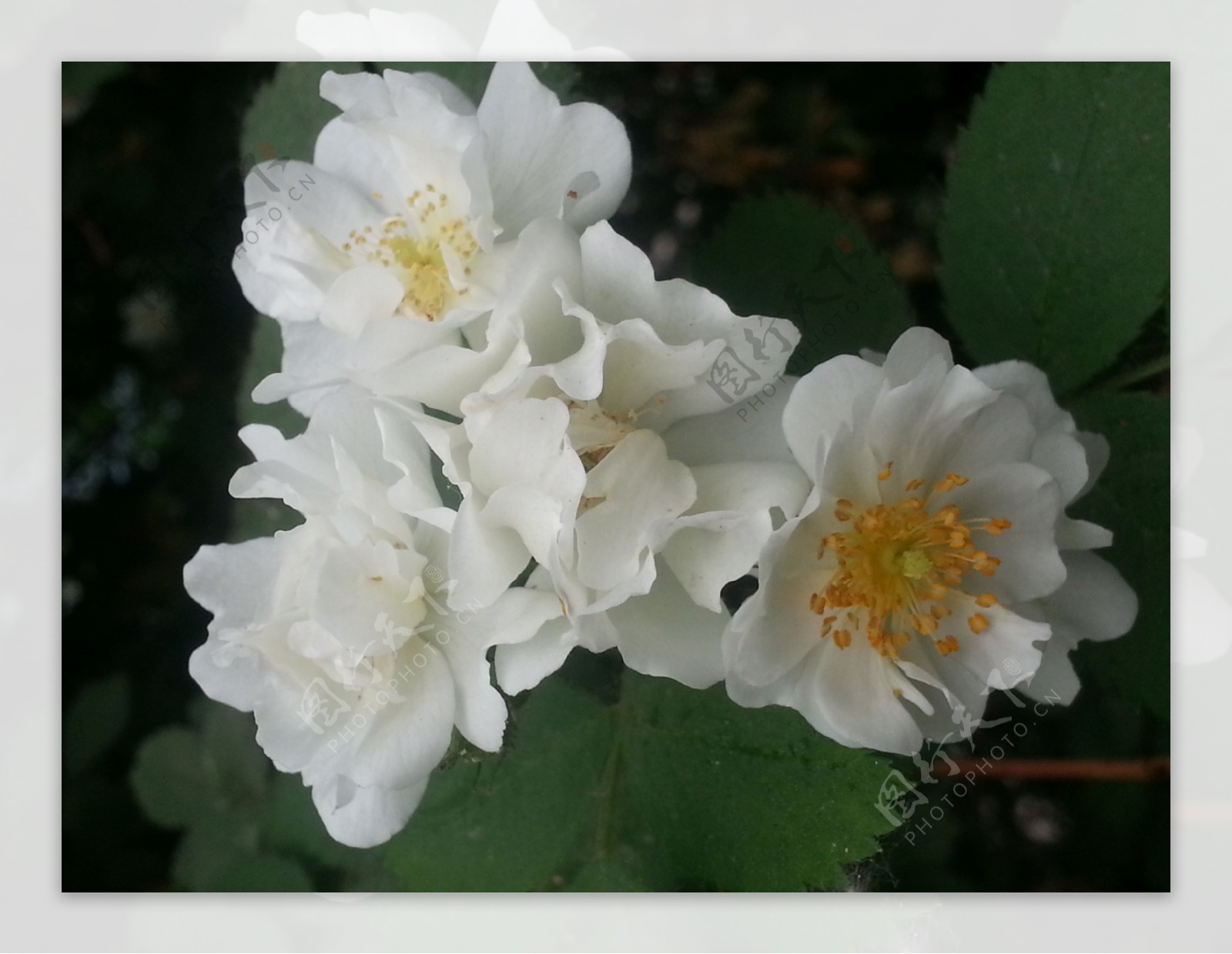 鲜花的白菊花