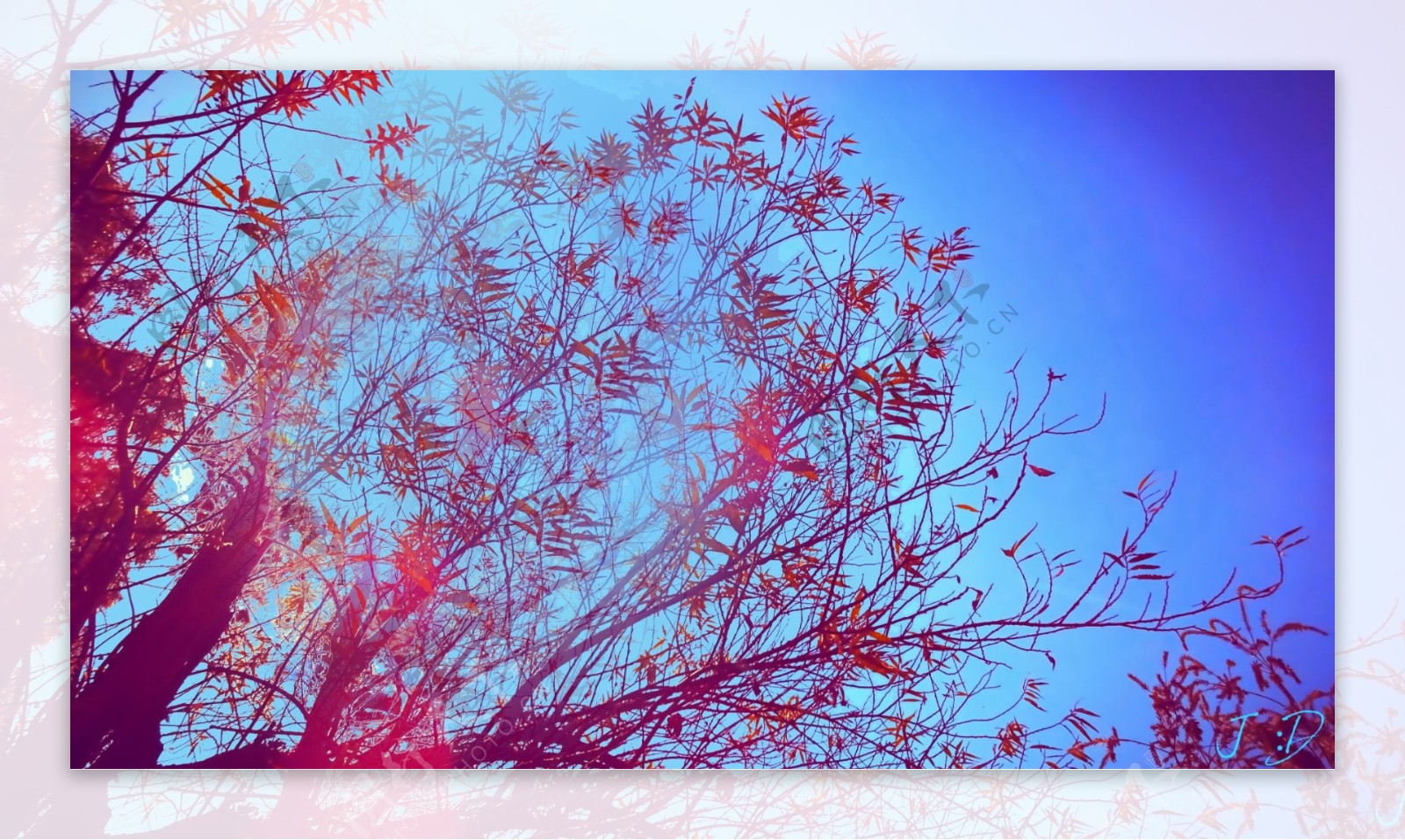 创意蓝天下的红色枫树叶分层