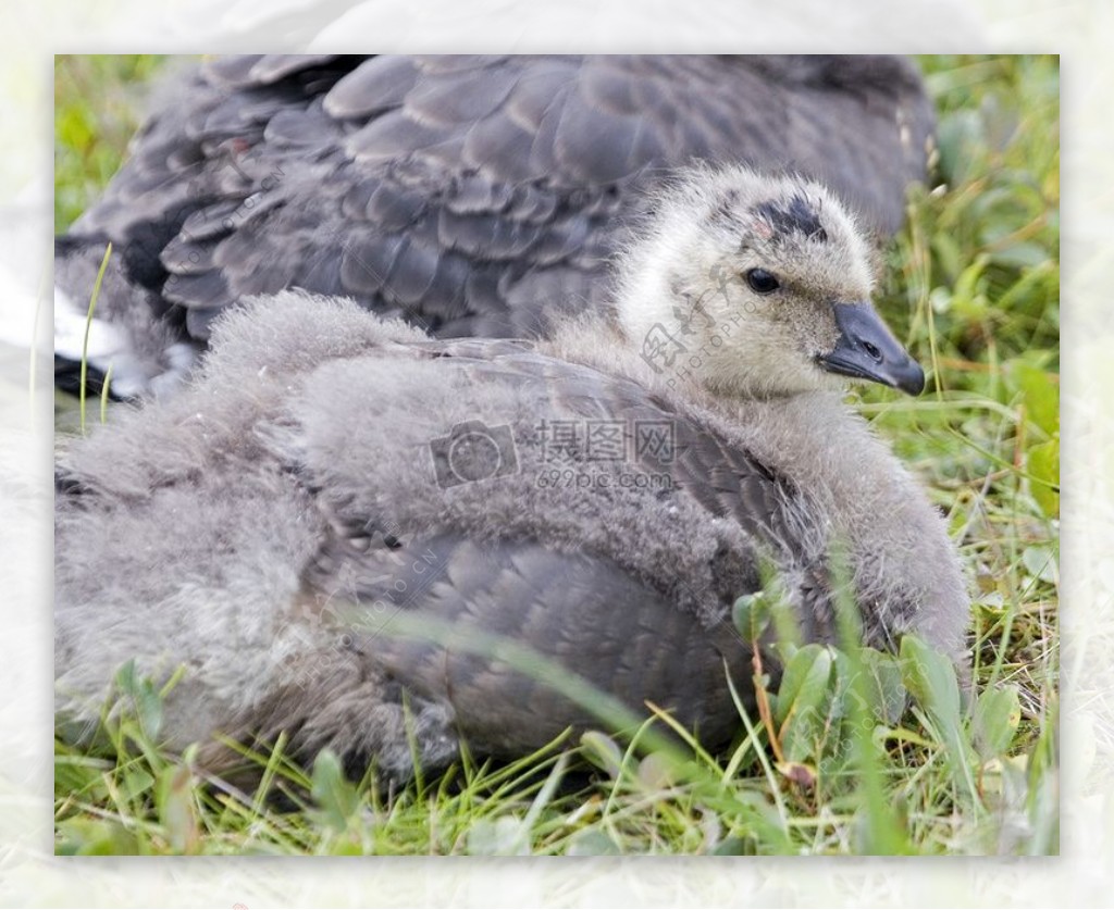 卧在草地上的鸭子