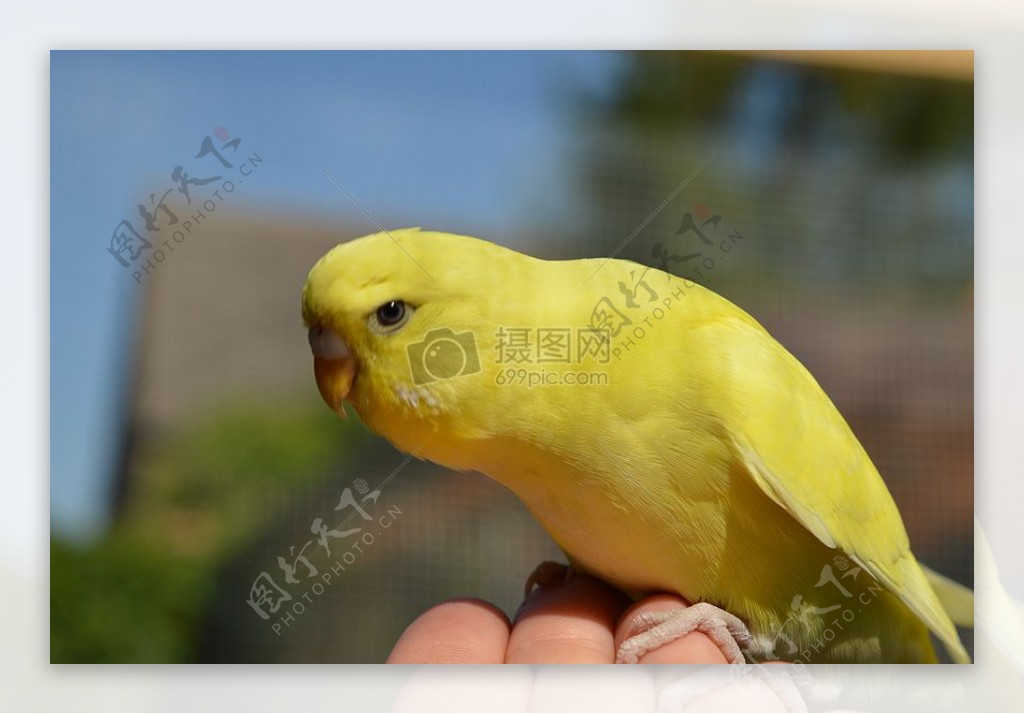 黄色小鸟站在手掌