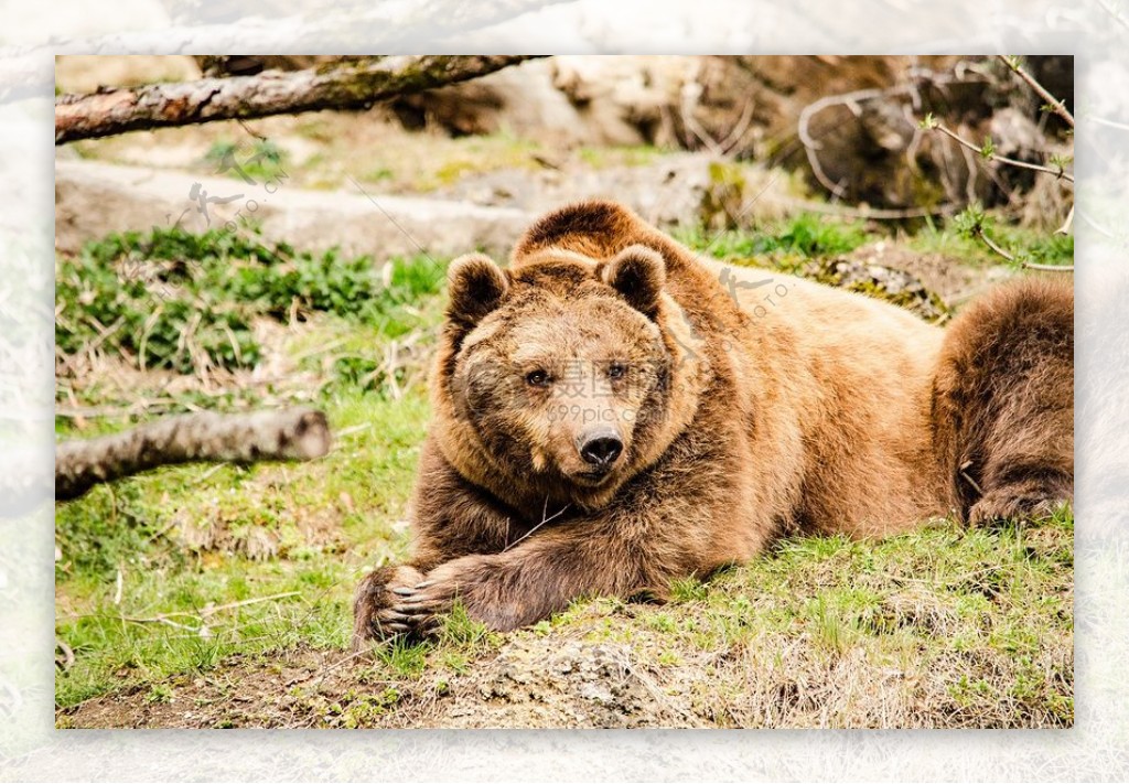 卧在草地上的棕熊