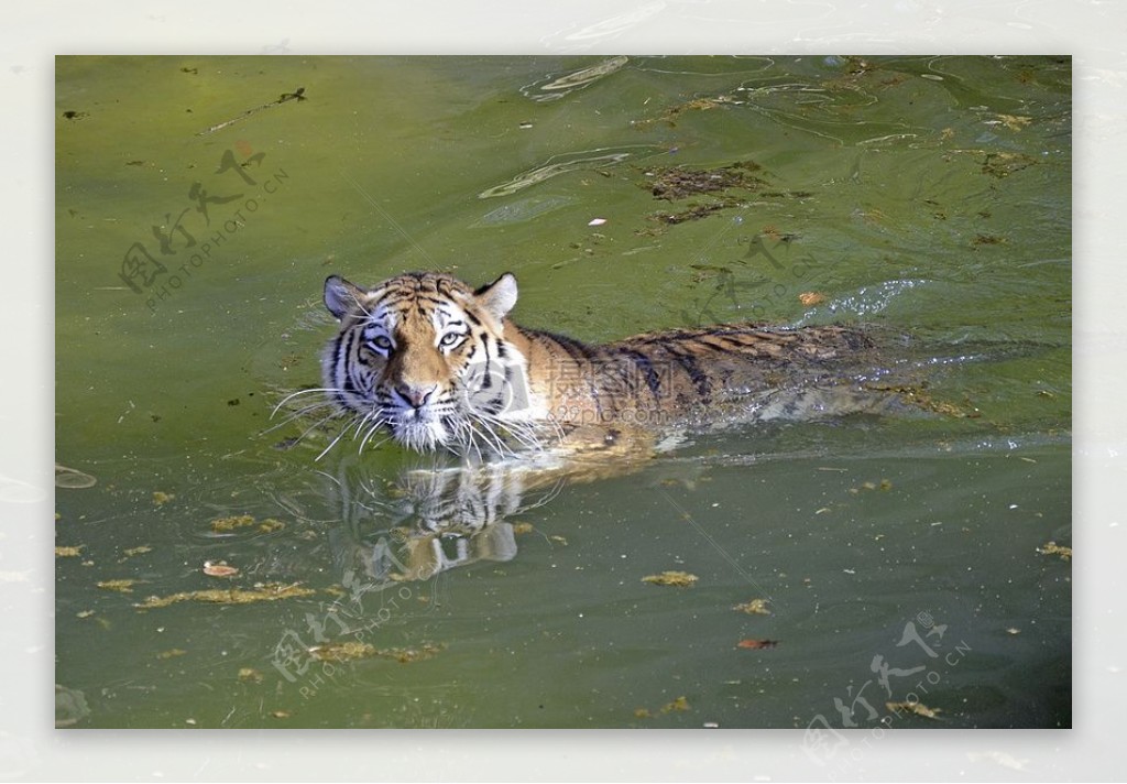 水面上的老虎
