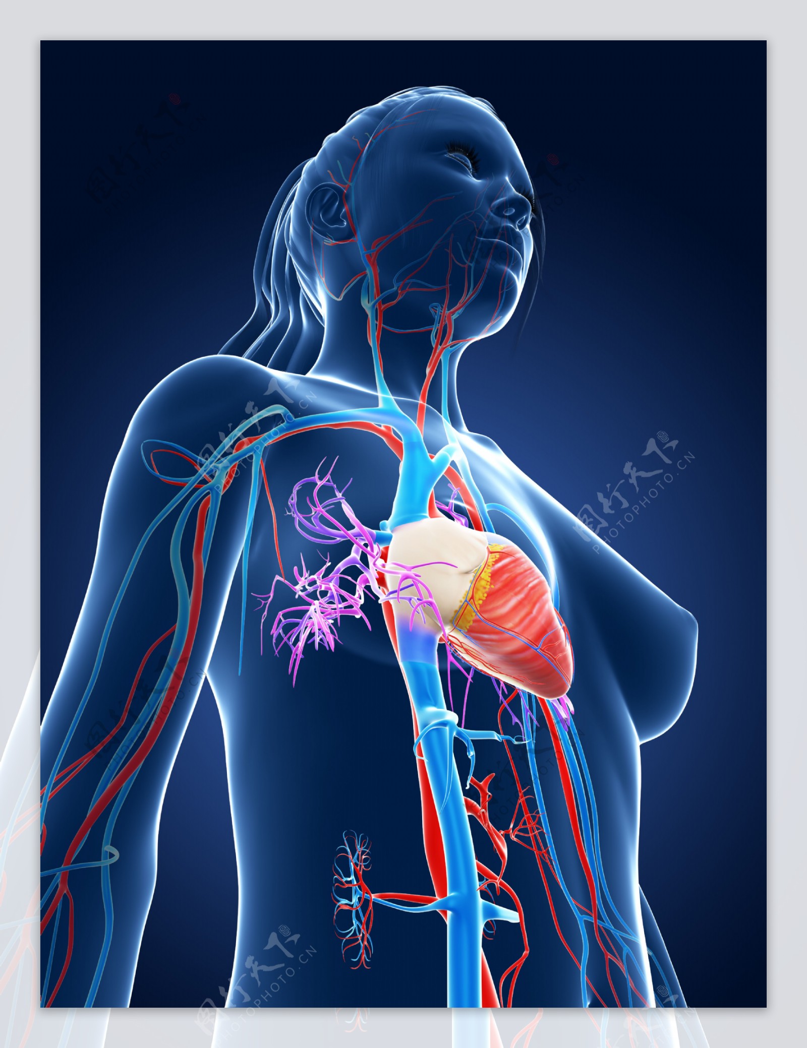 血管心脏器官图片