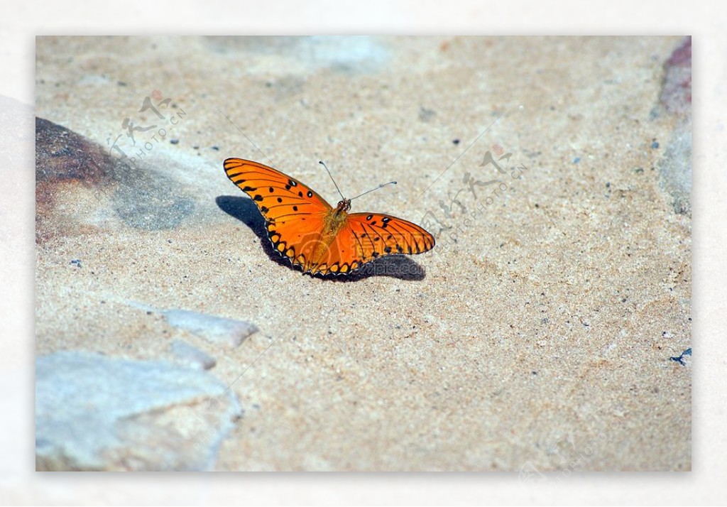 石头上的蝴蝶
