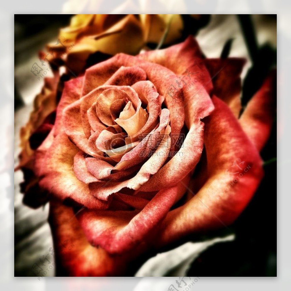 红色爱情浪漫感情花玫瑰绽放开花婚礼皇室成员自由亲情香味的玫瑰