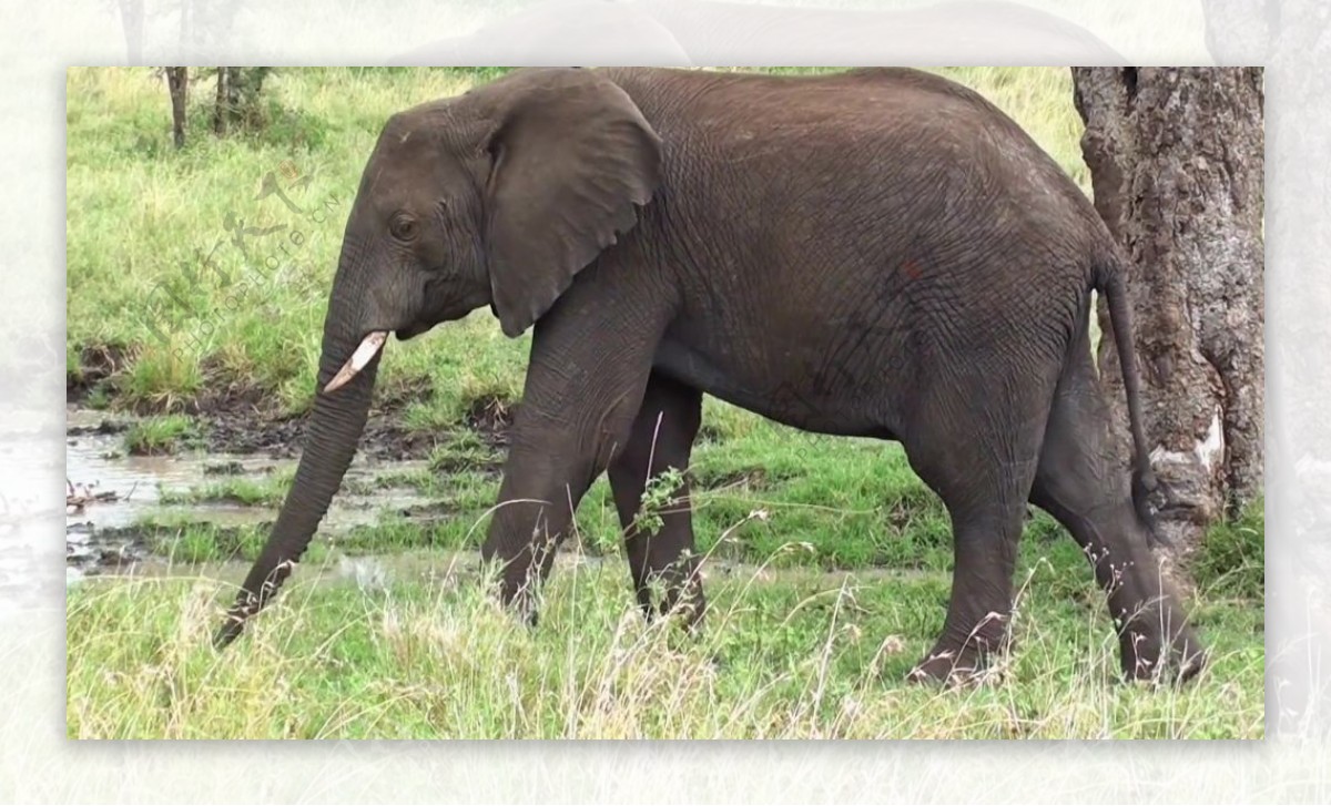 大象自然视频素材