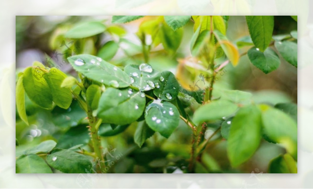 树枝水滴视频素材