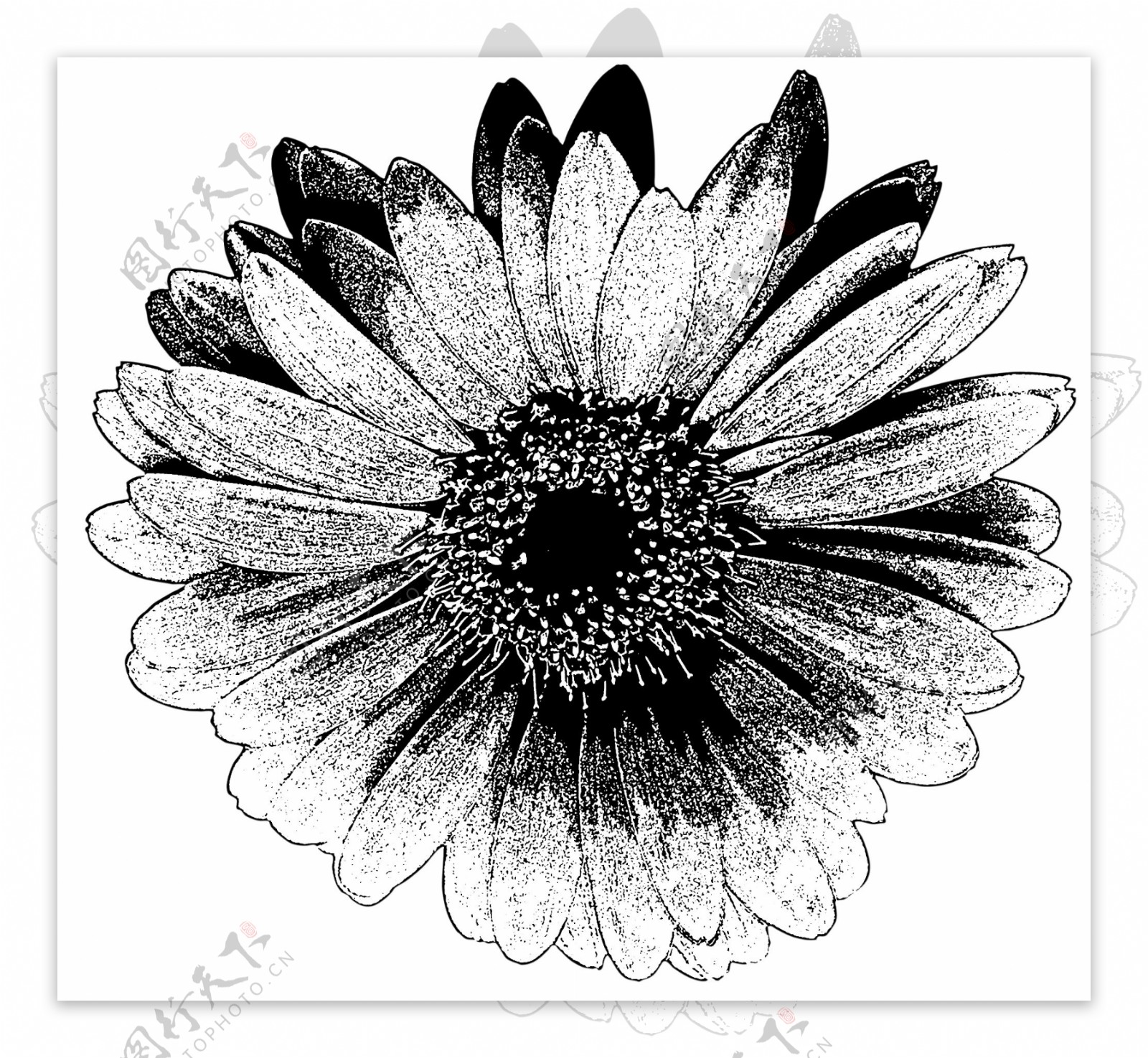 手绘菊花花朵黑白元素