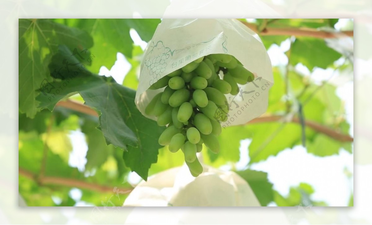 高清实拍视频素材水果葡萄园葡萄