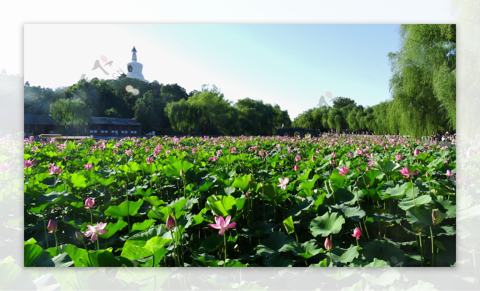 北京北海公园风景