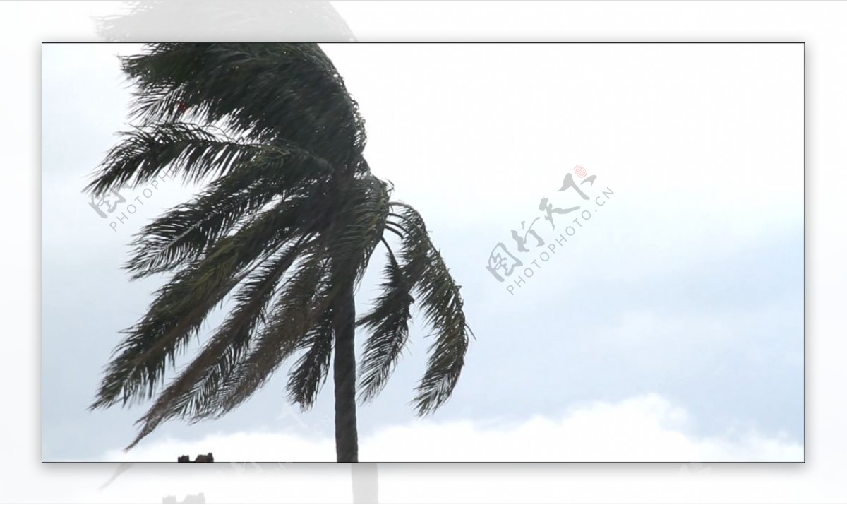 台风来袭雨天棕榈树抵挡大风实拍高清视频素材